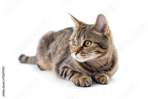 Charming attractive cute gray striped kitty with big expressive eyes lying on the floor and looking attentively away on a white background.