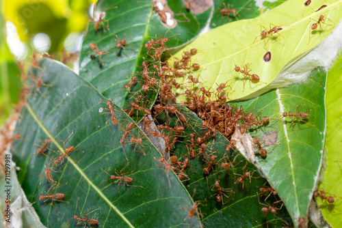 Close up group of red fire ants on green leaves in nature forest. photo