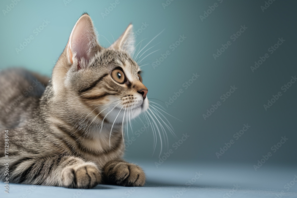 Charming attractive cute gray striped kitty with big expressive eyes lying on the floor and looking attentively away on a dark turquoise background. Copy space.