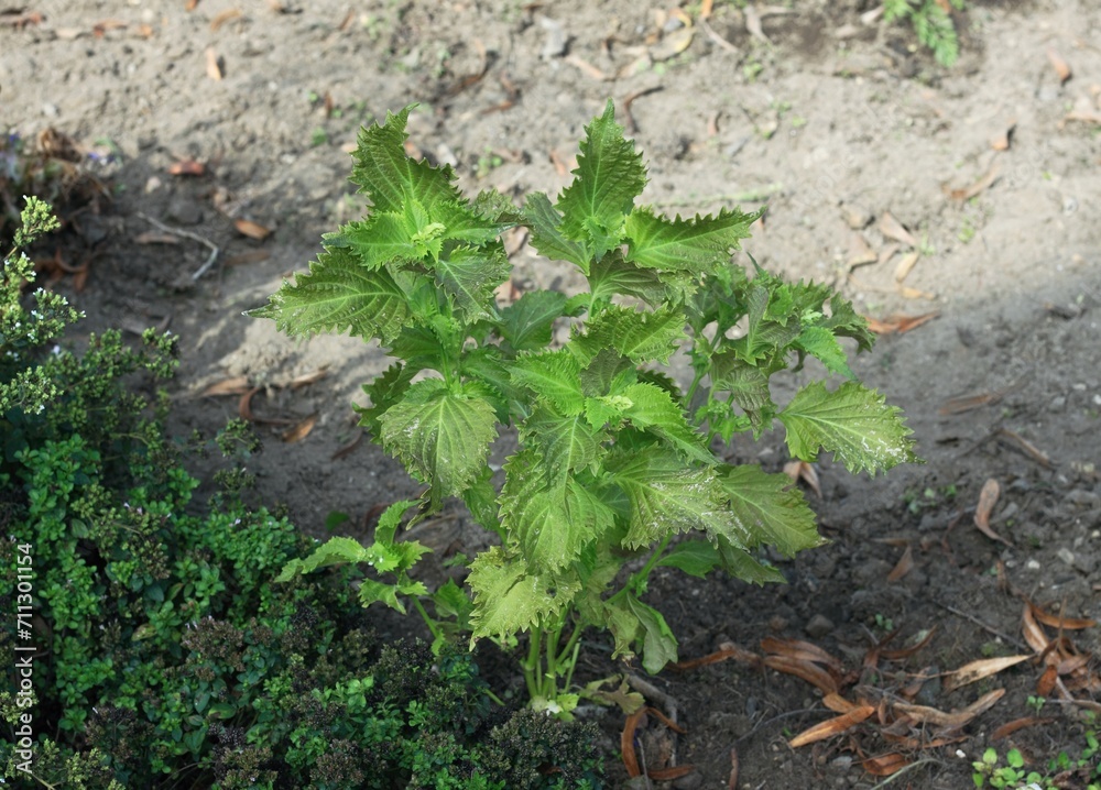 Herbal garden with green Perilla frutescens var. crispa. Shiso plant partly lit by sun, oregano on left and dry soil at back in early autumn. Herbal garden with green Perilla frutescens var. crispa. Shiso plant partly lit by sun, oregano on left and dry soil at back in early autumn.