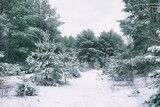  Winter in the Woods - Snow - Cold - Background - Wood - Nature - Landscape 