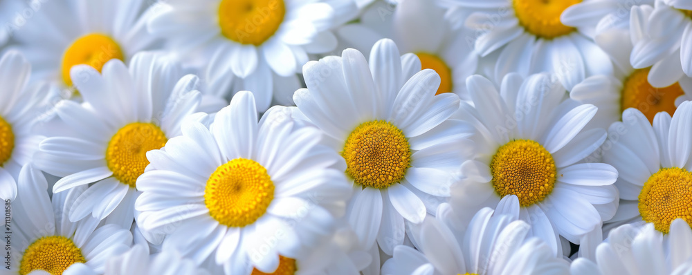 White Daisies Cluster with Sunny Yellow Centers White Daisies Cluster with Sunny Yellow Centers