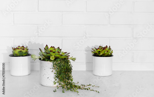 Evergreen succulents in small flower pots against white brick wall. Home interior.