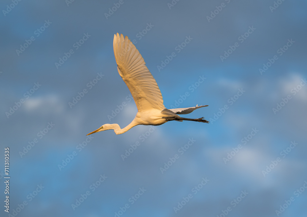 Obraz premium A great white egret in flight