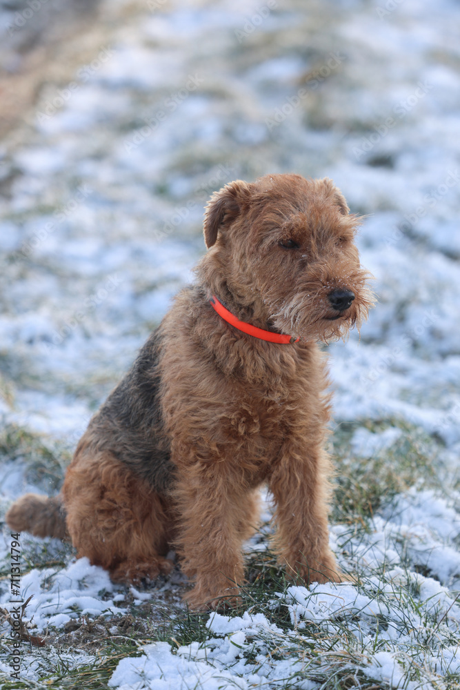 Welsh Terrier gundog,  hunting dog,  pet is posing in the winter forest with snow and ice.
