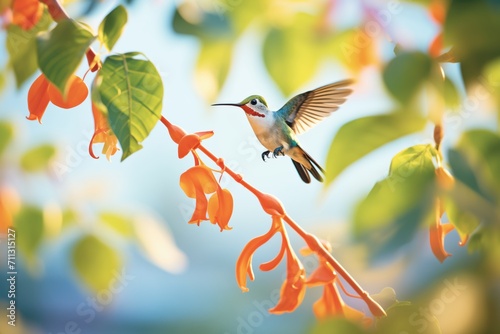 hummingbird feeding from a trumpet vine in a vibrant yard photo
