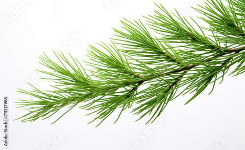 Close Up of Pine Tree Branch  Details of Nature