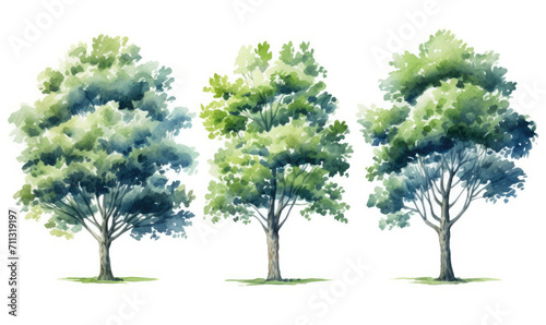 Four Trees With Green Leaves, A Diversity of Natures Beauty