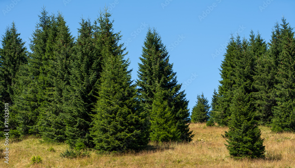 Lush green forest with an enchanting array of trees on a sunny day Lush green forest with an enchanting array of trees on a sunny day