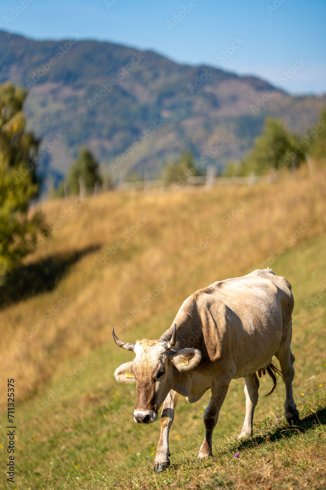 Picturesque cow grazing peacefully in a lush green field, surrounded by rolling hills Picturesque cow grazing peacefully in a lush green field, surrounded by rolling hills
