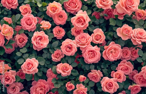 pink rose garden background