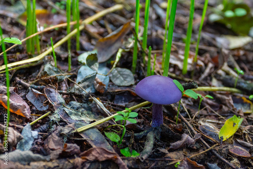 Cortinarius violaceus mushroom on the Trakhtemyriv Peninsula. Ukraine