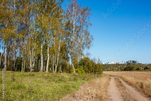 Country landscape with a view of a birch grove and a country road