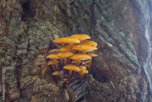 Mushrooms grow on a tree in the autumn forest photo