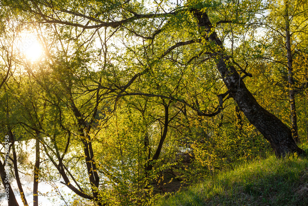Obraz premium Sunny spring landscape with a birch tree growing on a slope near the river