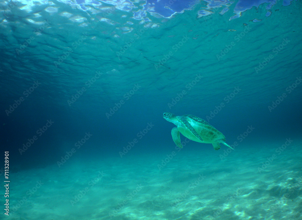 Fototapeta premium a green turtle swimming in the caribbean sea