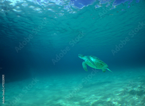a green turtle swimming in the caribbean sea