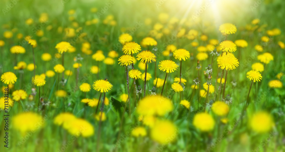   Flowers of dandelion are in the rays. Natural spring background with blooming dandelions flowers. Many yellow dandelion flowers on meadow in nature.