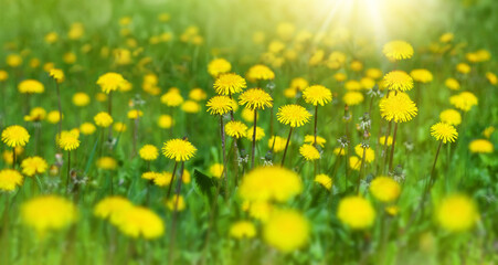   Flowers of dandelion are in the rays. Natural spring background with blooming dandelions flowers. Many yellow dandelion flowers on meadow in nature.