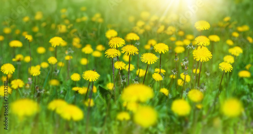   Flowers of dandelion are in the rays. Natural spring background with blooming dandelions flowers. Many yellow dandelion flowers on meadow in nature. #711332118