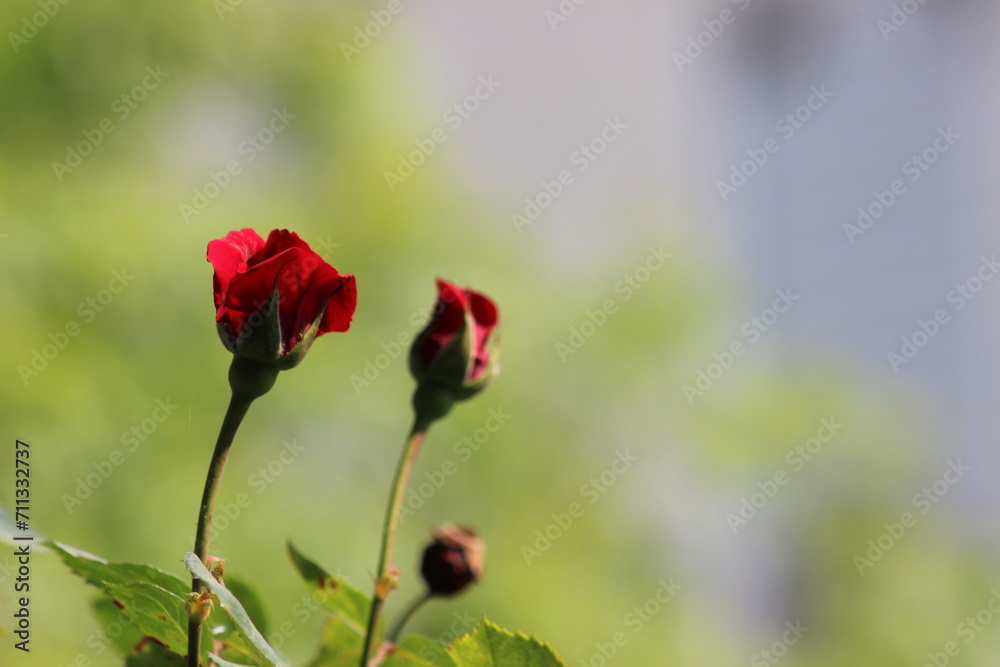 The Elegance of Love: Romantic Moments Touched by Red Roses' Magic The Elegance of Love: Romantic Moments Touched by Red Roses' Magic