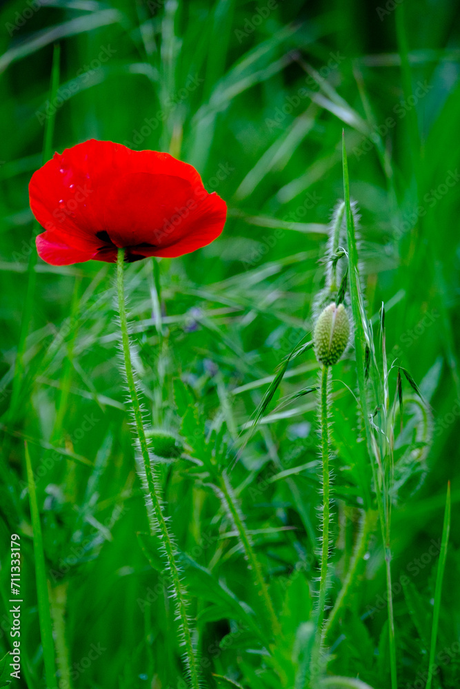Un coquelicot ouvert et un coquelicot fermé au milieu d'herbes vertes Un coquelicot ouvert et un coquelicot fermé au milieu d'herbes vertes