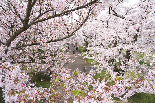 Park walkway in spring with beautiful cherry blossoms in Japan. photo