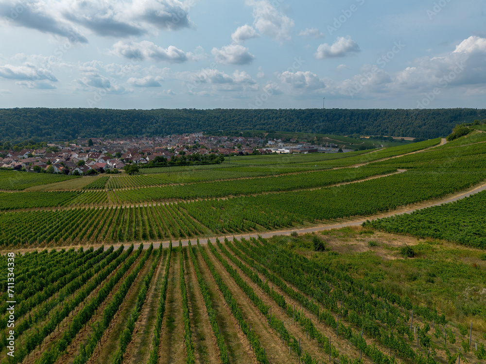 Vine field, green with fruits with different structures taken from above, drone shot