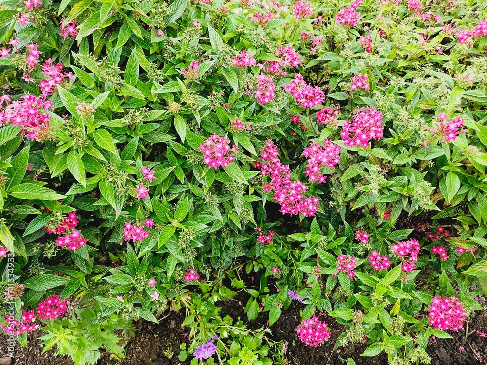 Magenta Pink Flowers Indonesia