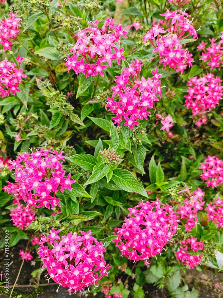 Magenta Pink Flowers Indonesia Magenta Pink Flowers Indonesia