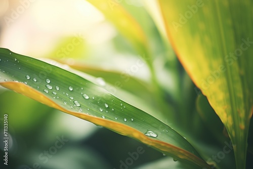 closeup on dewy leaves in a lush conservatory