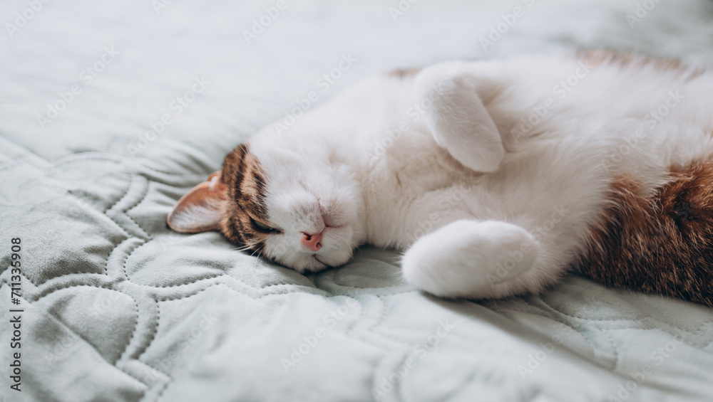 Cute White cat with gray spots sleeps in a bed. The cat is resting, soft focus. Funny home pet. Concept of relaxing and cozy wellbeing. Sweet dream. Full body Cute White cat with gray spots sleeps in a bed. The cat is resting, soft focus. Funny home pet. Concept of relaxing and cozy wellbeing. Sweet dream. Full body