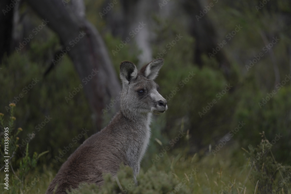 Side portrait of an eastern grey kangaroo in the bush Side portrait of an eastern grey kangaroo in the bush