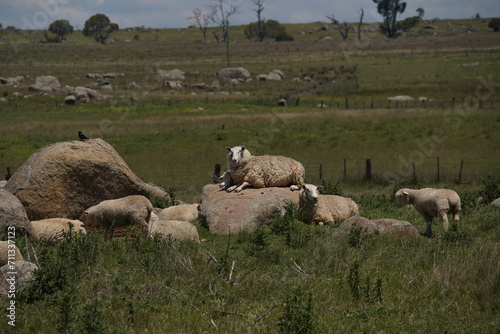 Sheep standing on boulders in New South Wales, Australia © Katherine