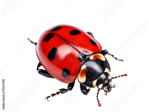 a close up of a ladybug © TONSTOCK