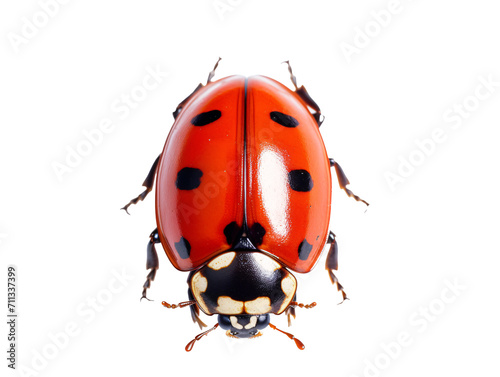 a close up of a ladybug