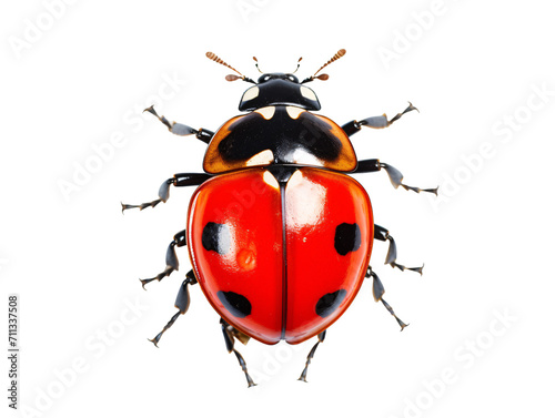 a close up of a ladybug © TONSTOCK