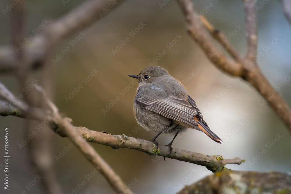 Female Black Redstart perched on a tree branch Female Black Redstart perched on a tree branch