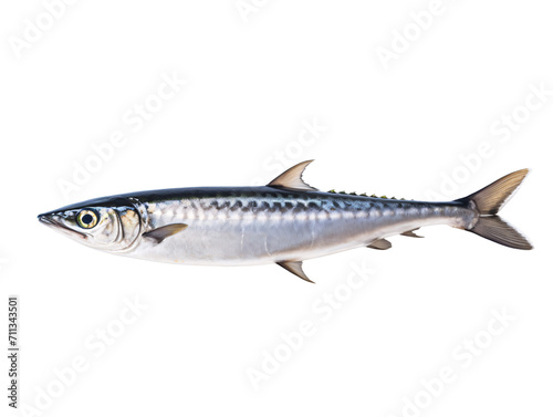 fish on white background