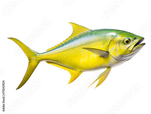 fish isolated on white