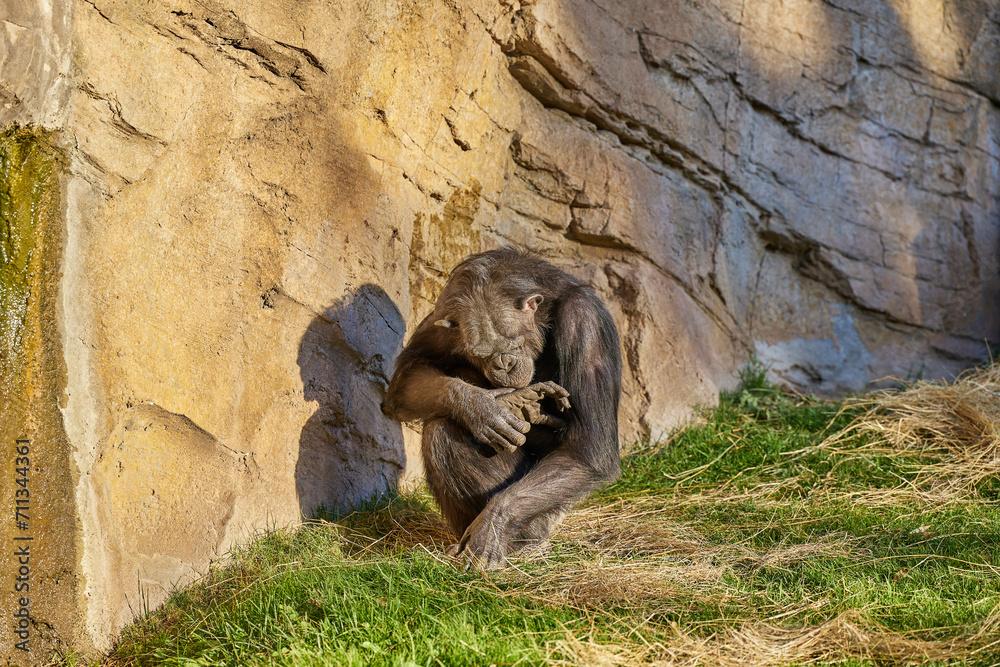 Chimpanzee sits in front of a rock, basking in the sun