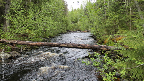 A river with rapids flowing in the wake of a wild forest. Republic of Karelia. Russia.