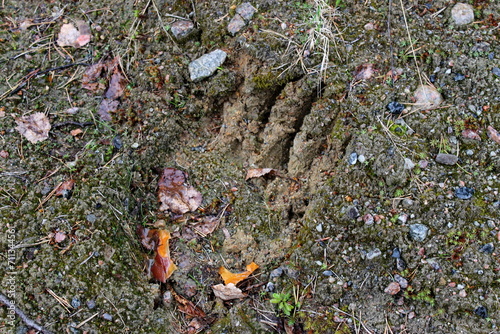 Paw and claw prints of a large brown bear on damp forest floor. Republic of Karelia. Russia.