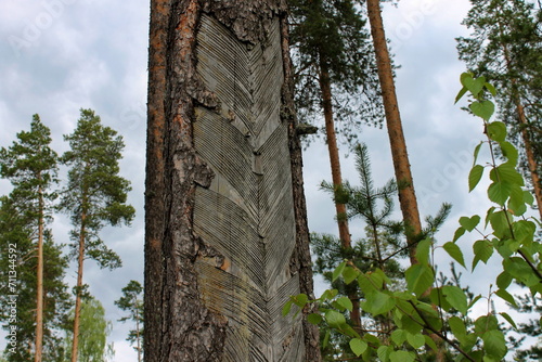 Pine forest with scratches on the bark after resin extraction. Republic of Karelia. Russia.
