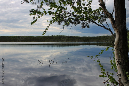 A tree on the shore and a forest lake against the backdrop of the forest. Republic of Karelia. Russia.