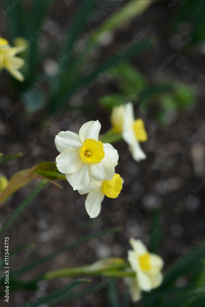 Daffodil Minnow flowers