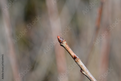 Sweet cherry Ferrovia branch with buds