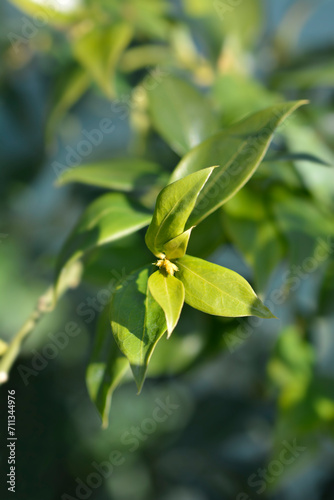 Fragrant Sweet Box flower buds and leaves