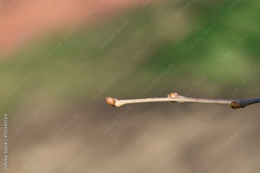 White mulberry branch with buds White mulberry branch with buds