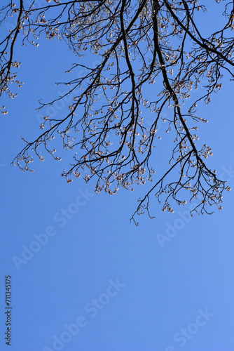 Tulip tree branches in winter photo